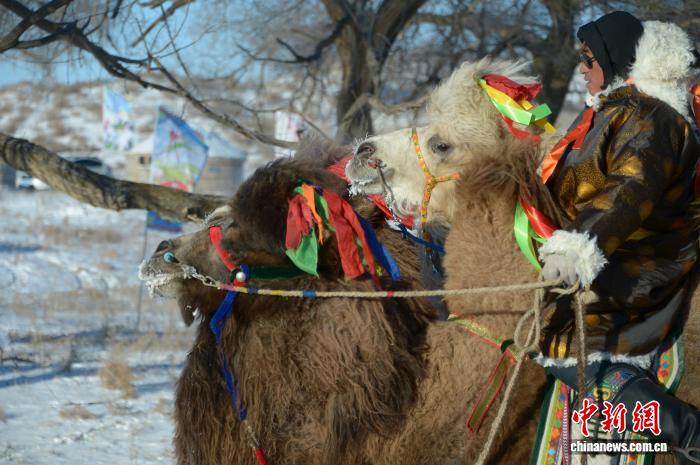 Хуншандак құм қойнауындағы малшылар әсем түйе байқауын өткізді