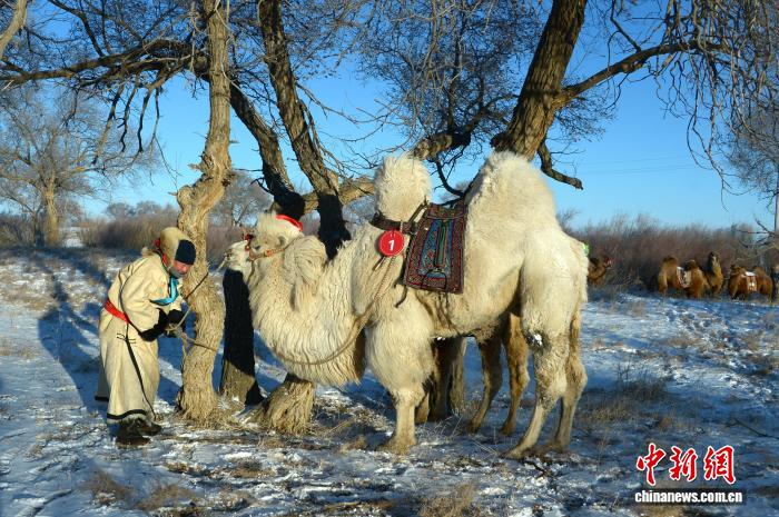 Хуншандак құм қойнауындағы малшылар әсем түйе байқауын өткізді