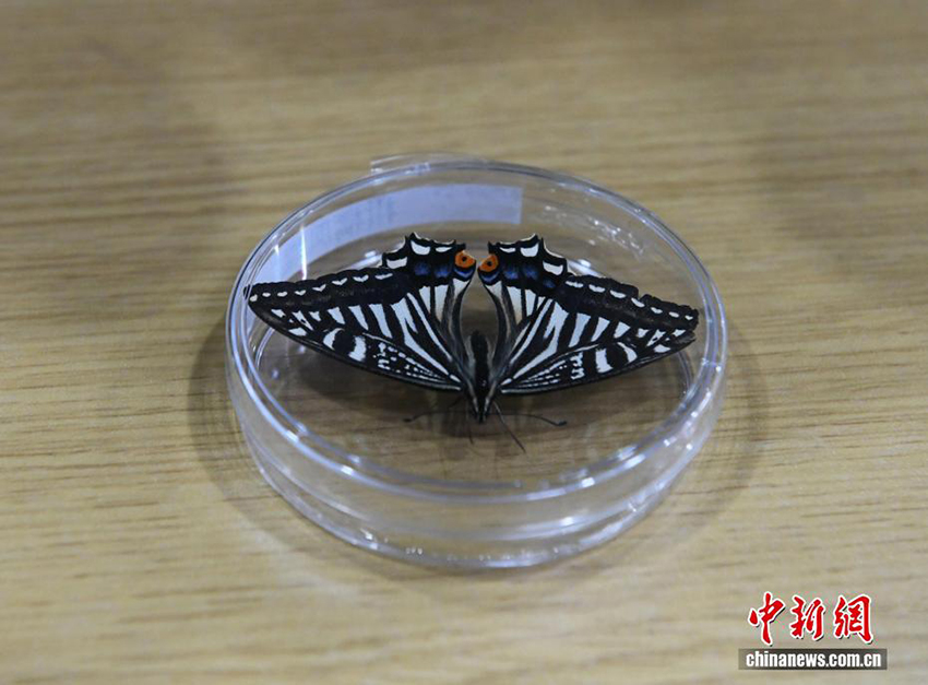 Ғарыш көбелегі! Чунцин университетінің ғарыштағы өмір экспериментінде жаңа жетістікке қол жеткізілді