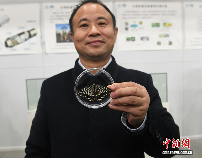 Ғарыш көбелегі! Чунцин университетінің ғарыштағы өмір экспериментінде жаңа жетістікке қол жеткізілді