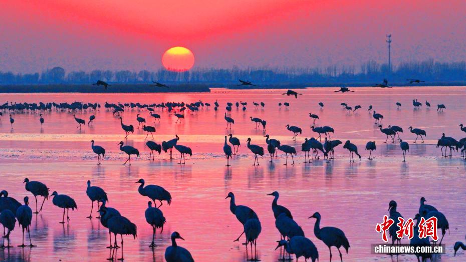 Түменге тарта жыл құстары Хэншуй көлін мекендеді