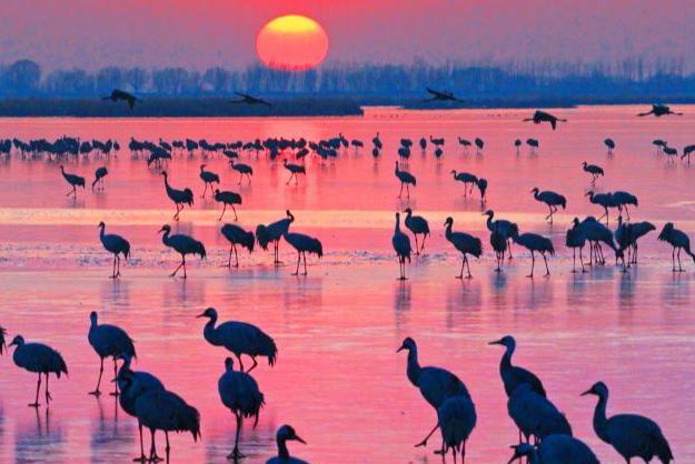 Түменге тарта жыл құстары Хэншуй көлін мекендеді