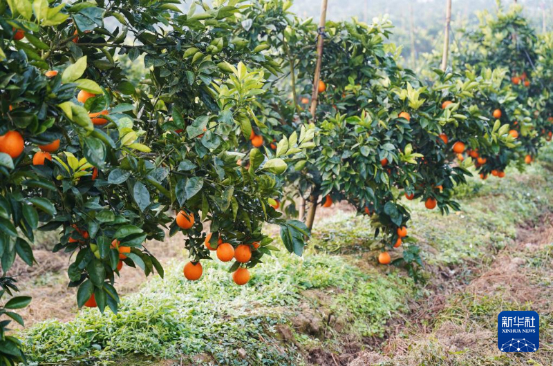 Линьшуй апельсиндері алғаш рет Орталық Азияға экспортталды
