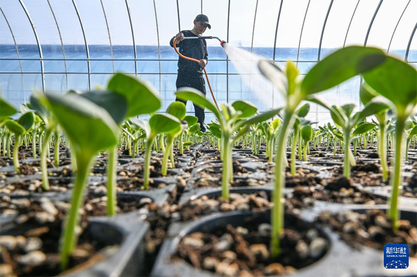 Көктем басы: Атыздарға себілген үміттің дәні