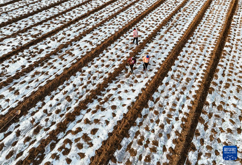 Көктем басы: Атыздарға себілген үміттің дәні