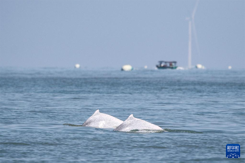 Зерттеушілер Хайнань аралының оңтүстік-батысында көптеген қытай ақ дельфиндерін байқады