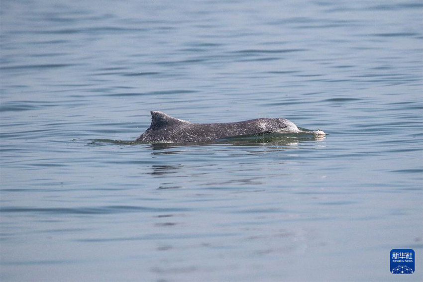Зерттеушілер Хайнань аралының оңтүстік-батысында көптеген қытай ақ дельфиндерін байқады