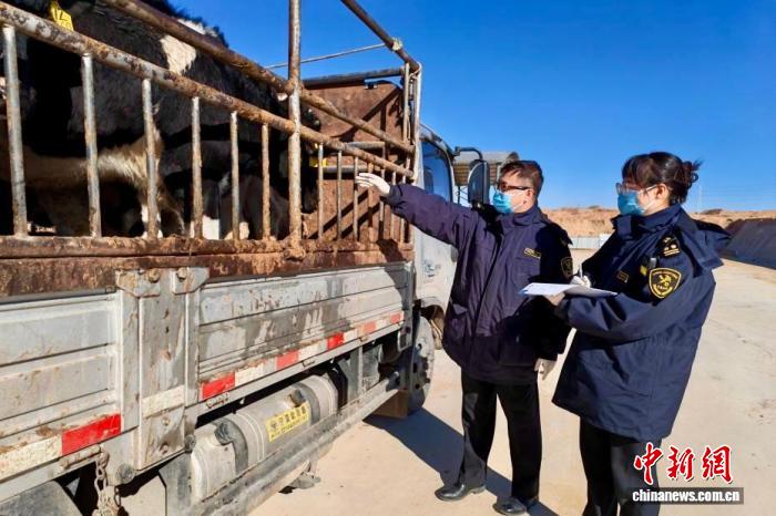 Нинсядан 718 тұяқ жоғары сапалы сүтті сиырлар Өзбекстанға экспортталды