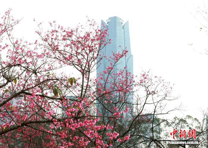 Гуансидің Наньнин қаласындағы гүлдеген шие және көктем романтикасы