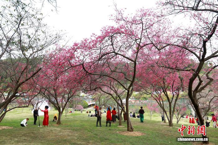 Гуансидің Наньнин қаласындағы гүлдеген шие және көктем романтикасы