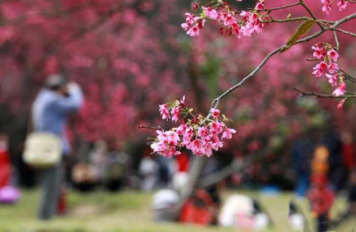 Гуансидің Наньнин қаласындағы гүлдеген шие және көктем романтикасы