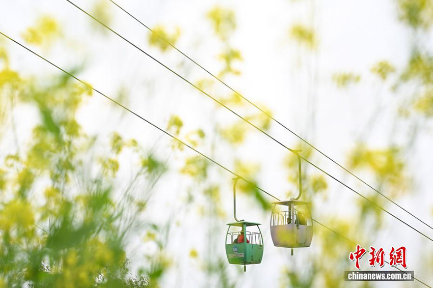 Чунцин: Аспалы көлік жолымен тауға шығу көктемгі саяхаттың жаңа тәжірибесіне айналды