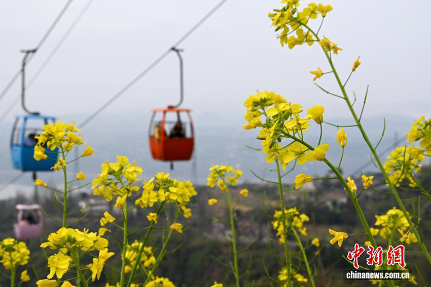 Чунцин: Аспалы көлік жолымен тауға шығу көктемгі саяхаттың жаңа тәжірибесіне айналды