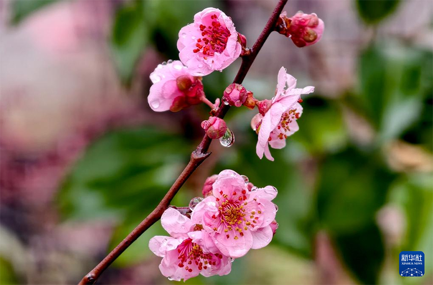 Көктемгі жаңбырдан кейінгі ерекше көрініс