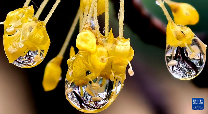 Көктемгі жаңбырдан кейінгі ерекше көрініс