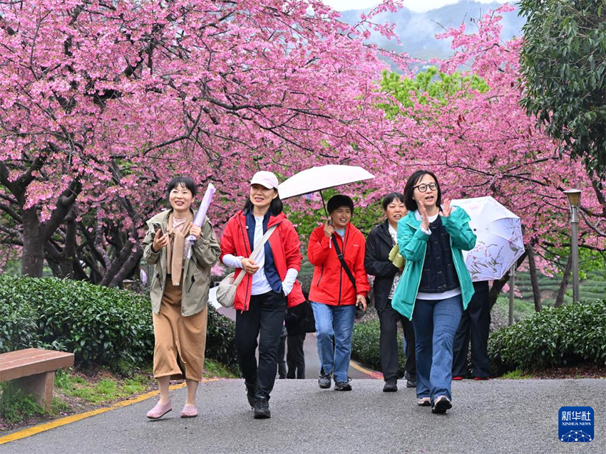 Сакура гүлдеуі «Көктем экономикасын» жандандырды