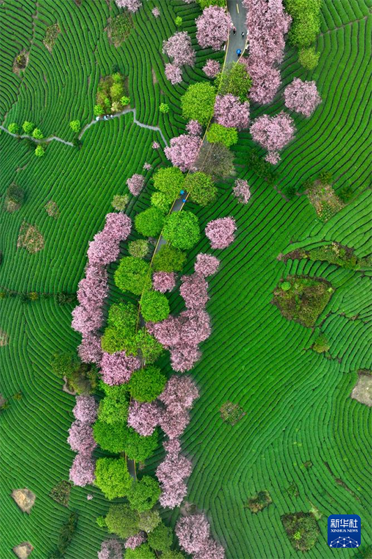 Сакура гүлдеуі «Көктем экономикасын» жандандырды