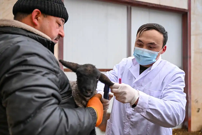 Шыңжаңда көктемгі төлдеу жұмыстары қызу басталды