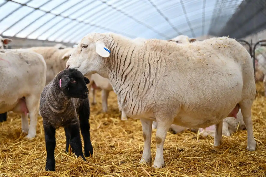 Шыңжаңда көктемгі төлдеу жұмыстары қызу басталды