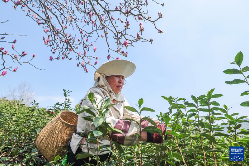Қытайдағы органикалық шайдың мекені Чжэцзян өлкесінің Уи ауданында көктемгі шай жинау науқаны қызу жүріп жатыр