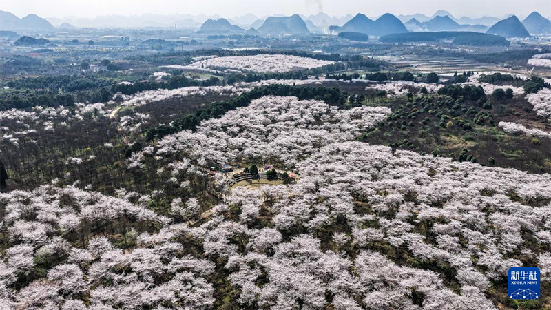 Гуйчжоуда шие гүлі ашылып, көктемнің лебі есті