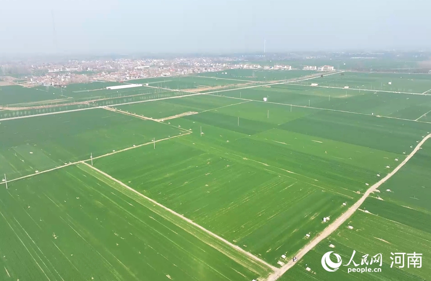 Хэнаньда бидай көшеттерінің жай-күйі жақсарып келеді