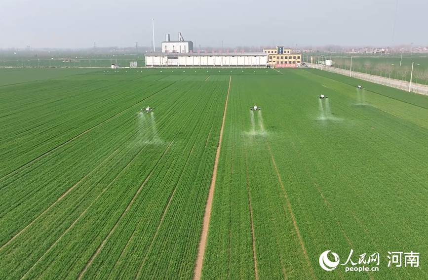 Хэнаньда бидай көшеттерінің жай-күйі жақсарып келеді
