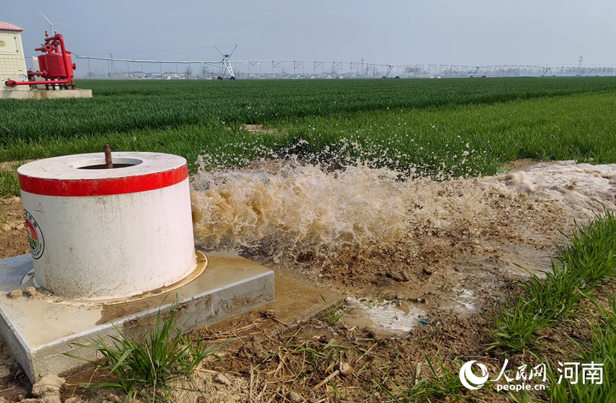 Хэнаньда бидай көшеттерінің жай-күйі жақсарып келеді