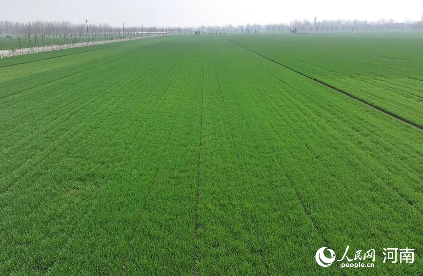 Хэнаньда бидай көшеттерінің жай-күйі жақсарып келеді