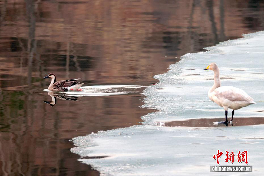 Цзиньчжун, Шаньси: Шырайлы көктем және қалқыған аққулар