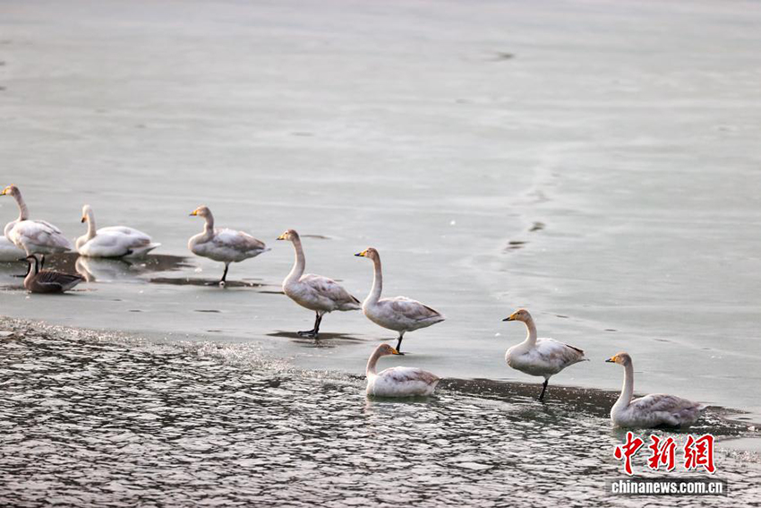 Цзиньчжун, Шаньси: Шырайлы көктем және қалқыған аққулар