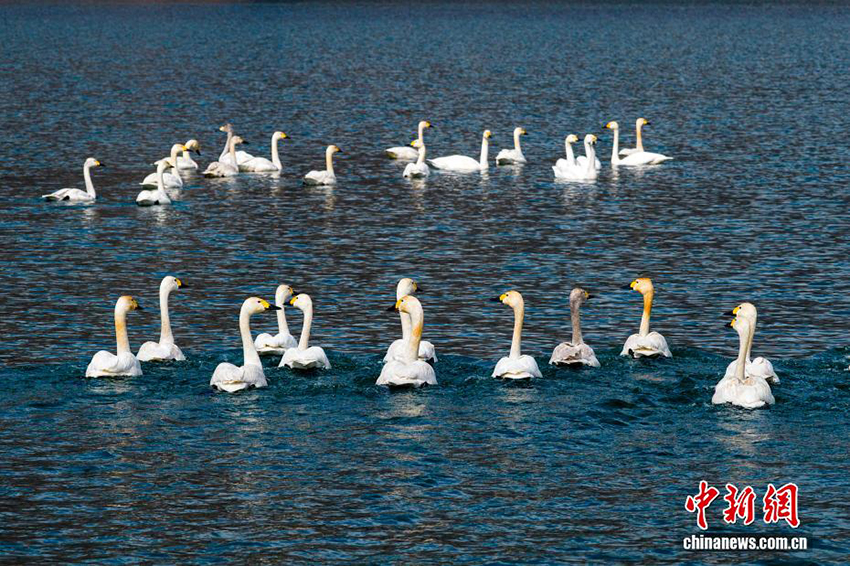 Хэбейдің Уань қаласы: Тайхан тауындағы көктемгі қар және аққулар