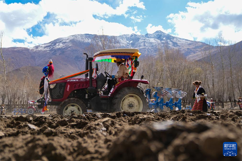 Сицзанның егін аймақтарында көктемгі егіс мейрамы атап өтілді