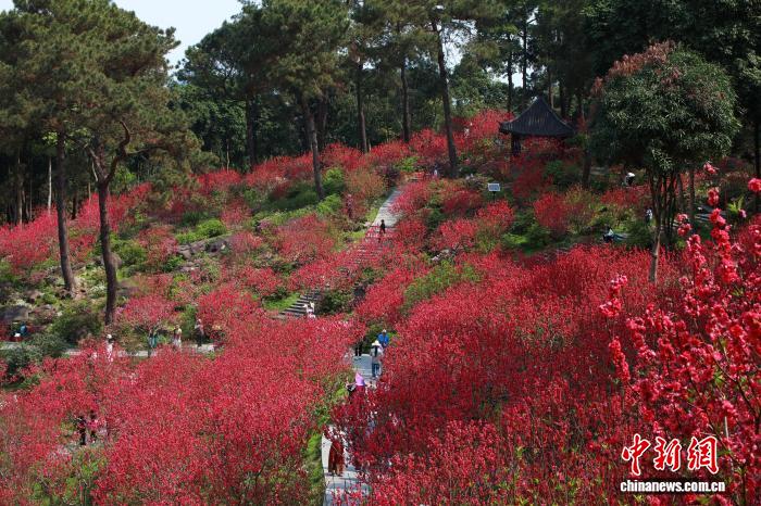 Гуансидің Наньнин қаласында шабдалы гүлдері жайқалып, көптеген келушілерді тартты