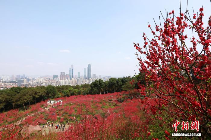 Гуансидің Наньнин қаласында шабдалы гүлдері жайқалып, көптеген келушілерді тартты
