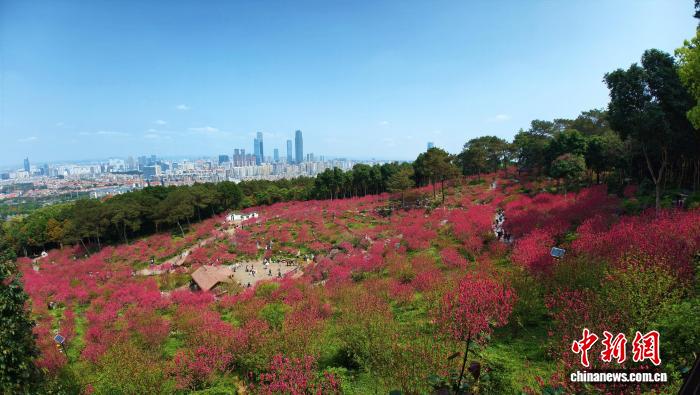 Гуансидің Наньнин қаласында шабдалы гүлдері жайқалып, көптеген келушілерді тартты