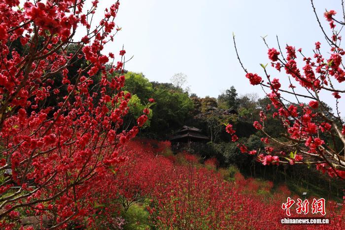 Гуансидің Наньнин қаласында шабдалы гүлдері жайқалып, көптеген келушілерді тартты