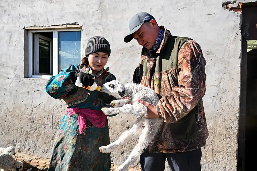 Малшылар көктемгі қой төлдеу мезгілін қарсы алды