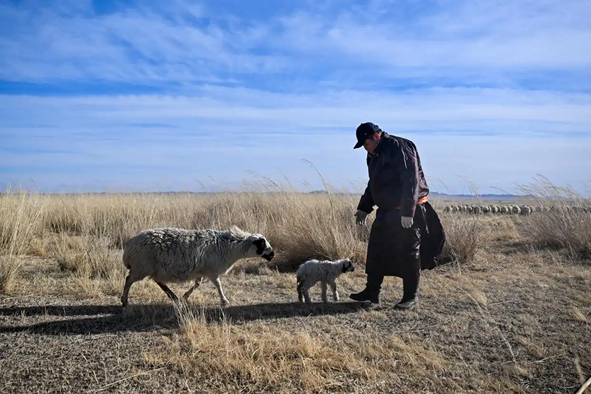 Малшылар көктемгі қой төлдеу мезгілін қарсы алды