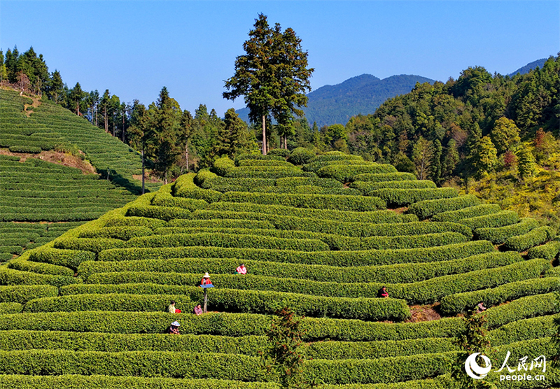 Цзянси өлкесі Цзишуй ауданында шай жинау маусымы басталды