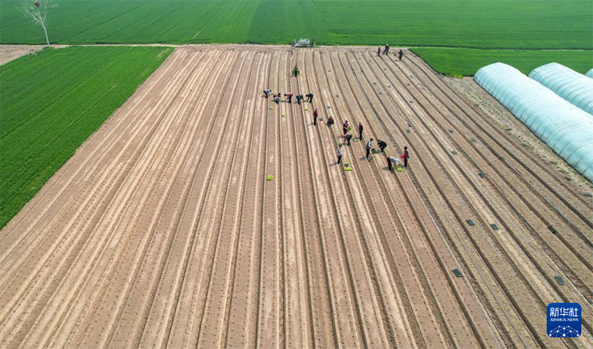 Көктем самалы және егін науқаны