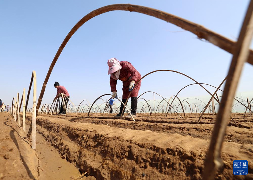 Көктем самалы және егін науқаны