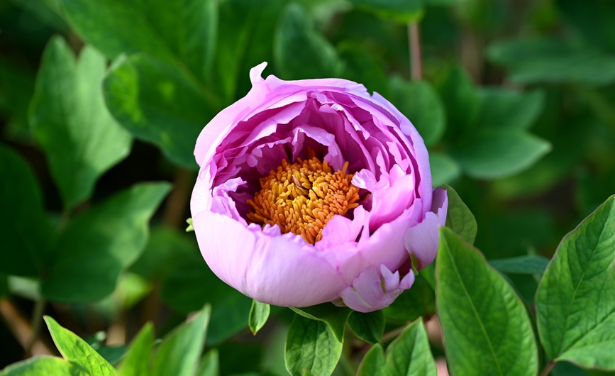 Лоян пиондары гүлдей бастады