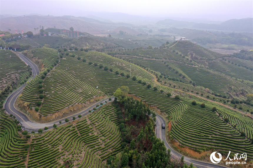 Цзянси Цзиньань: Ақ шай жапырағы жайнап, тынымсыз еңбек басталды