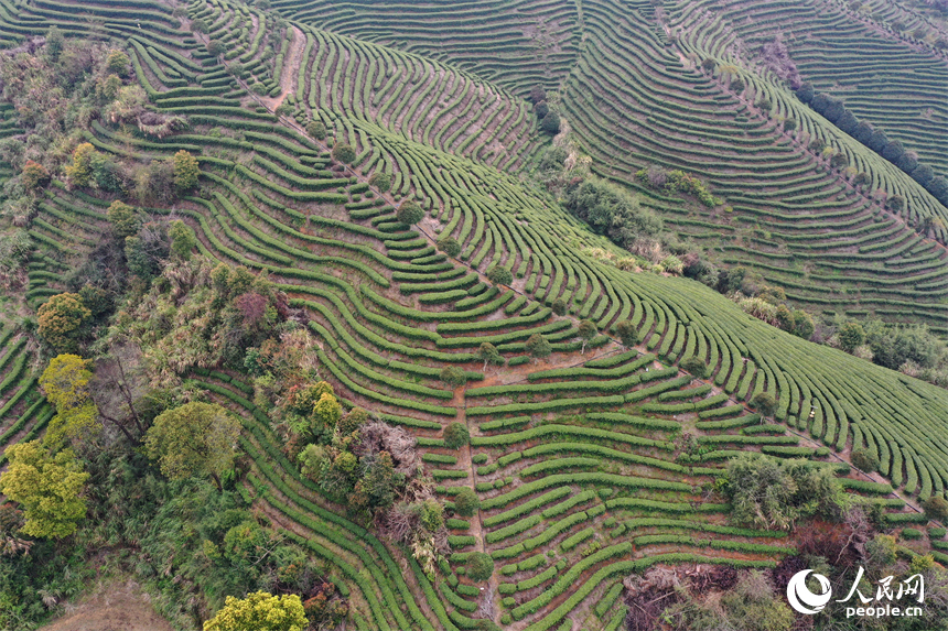 Цзянси Цзиньань: Ақ шай жапырағы жайнап, тынымсыз еңбек басталды