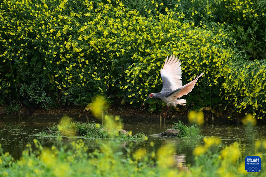 Қызыл құтанның мекені – құстардың әсем қимылы