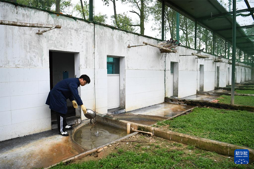 Қызыл құтанның мекені – құстардың әсем қимылы