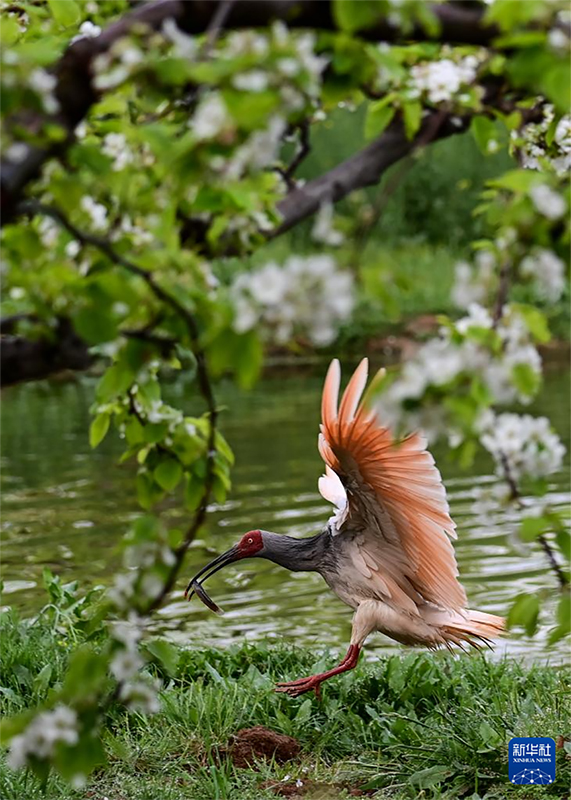 Қызыл құтанның мекені – құстардың әсем қимылы