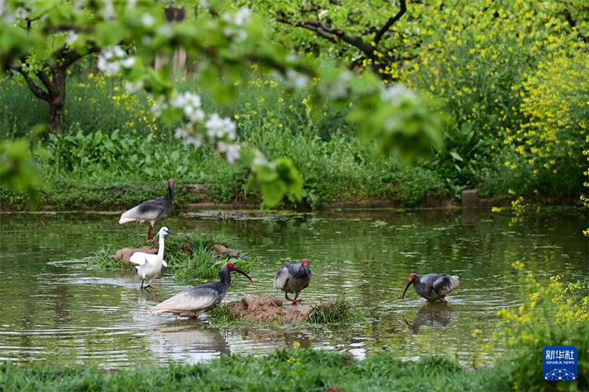 Қызыл құтанның мекені – құстардың әсем қимылы