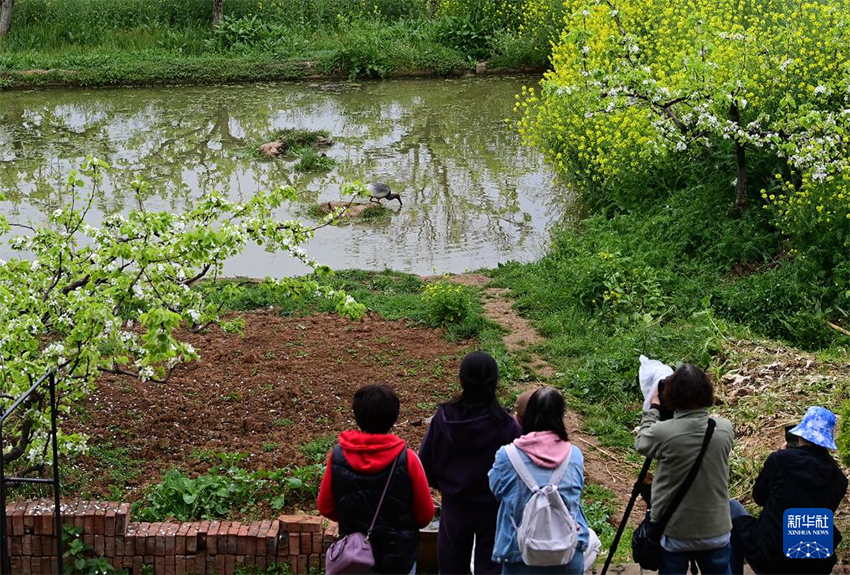 Қызыл құтанның мекені – құстардың әсем қимылы